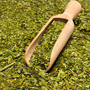 Co to jest yerba mate green i czym różni się od tradycyjnej odmiany? Która zielona yerba jest najlepsza?