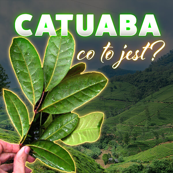 Catuaba - naturalny afrodyzjak